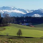 Zürcher-Oberland