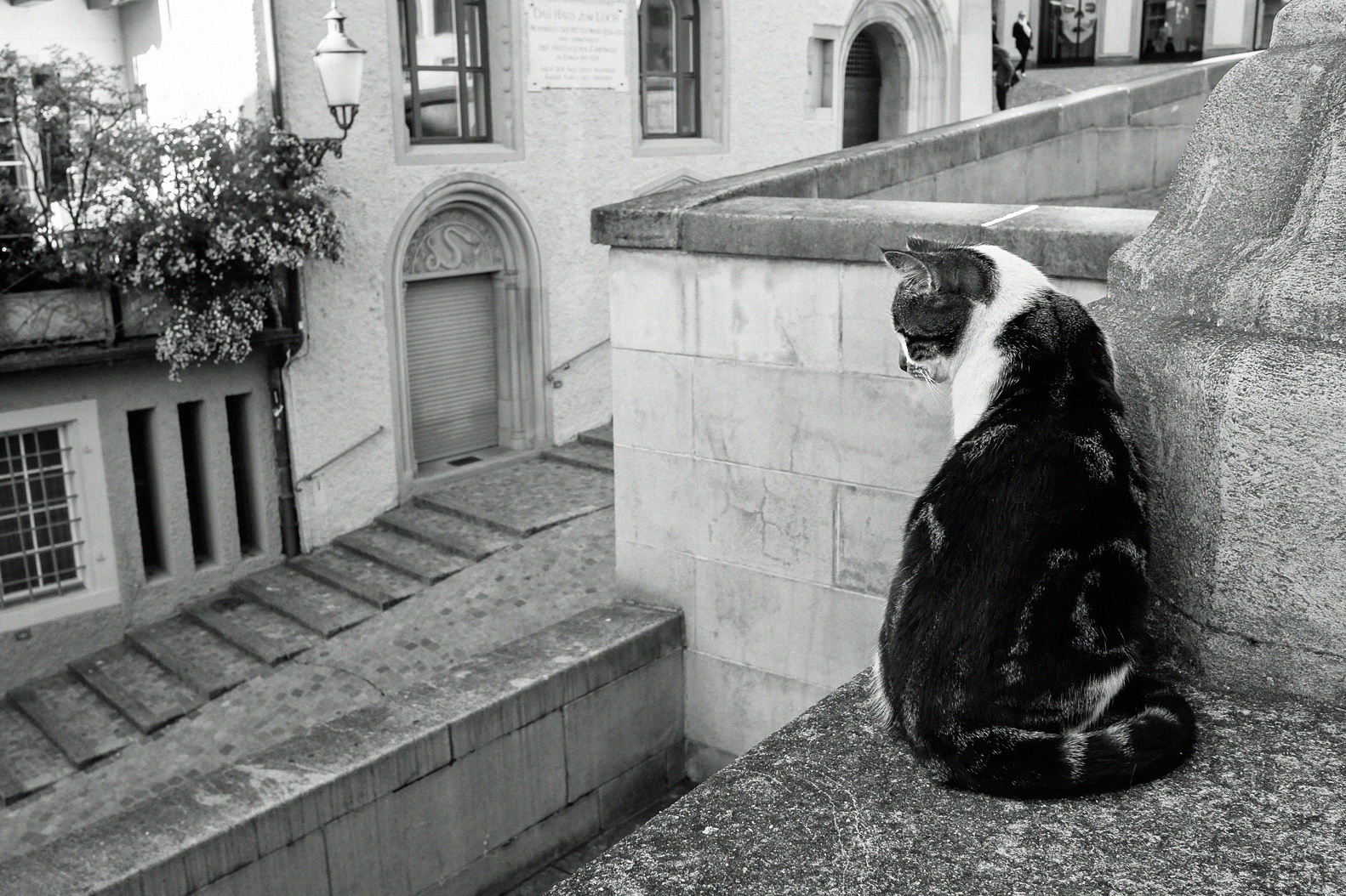 Zürcher Stadtkatze