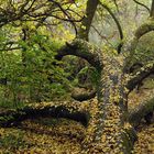 Zürgelbaum und Nebel: Passt endlich