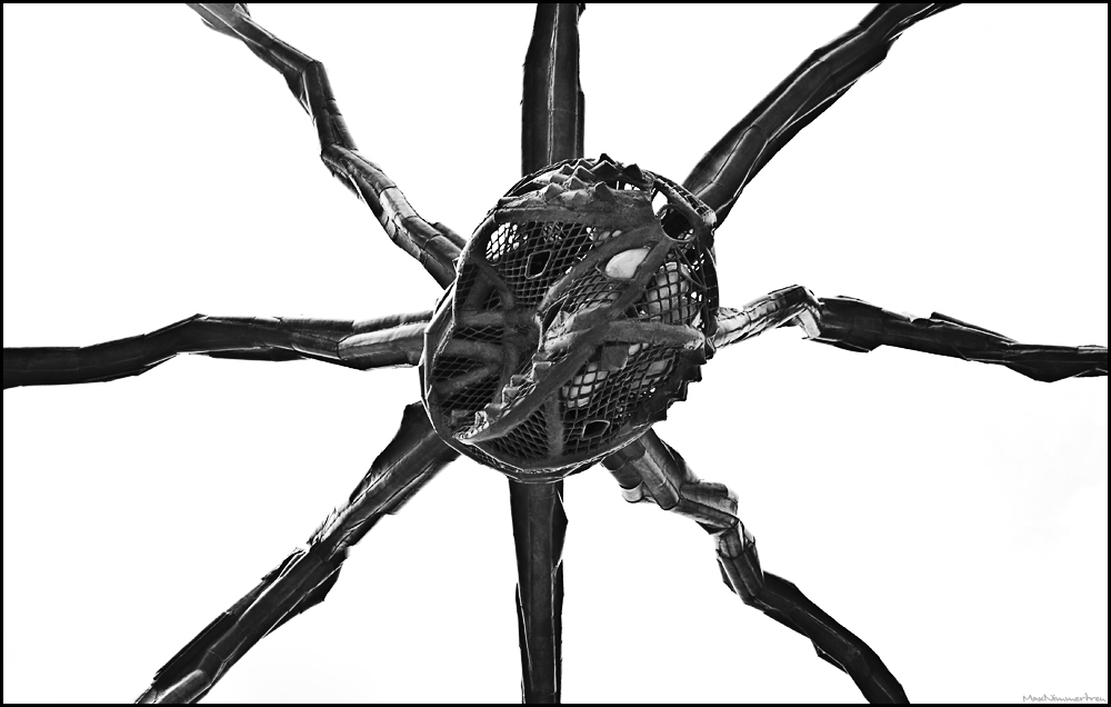 züri-spider