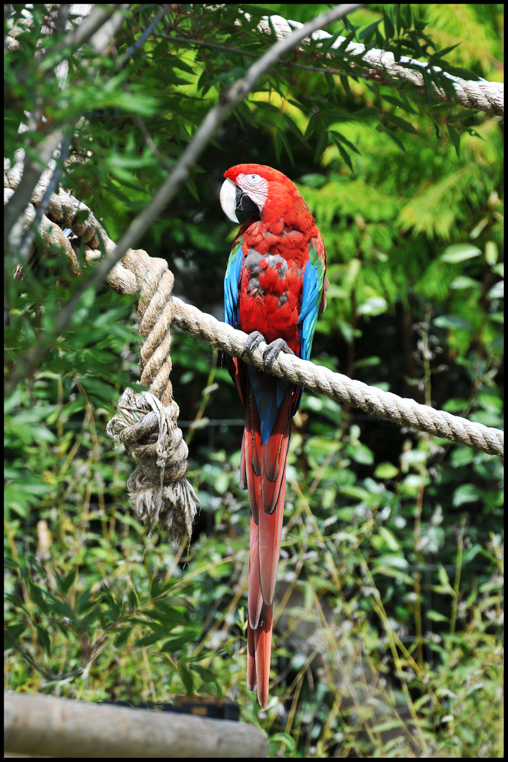 Züri Zoo