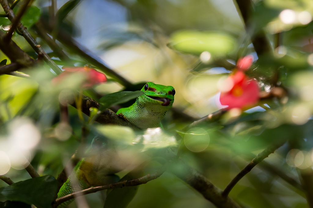 Züri Zoo