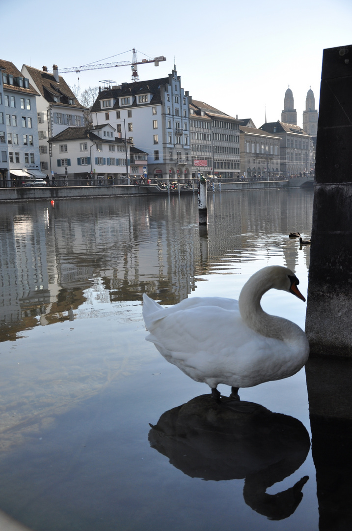 Zürich, Limmat