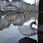 Zürich, Limmat