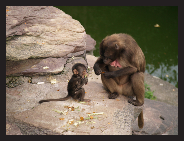 Zürich Zoo - Besuch bei Familie Affe