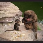 Zürich Zoo - Besuch bei Familie Affe