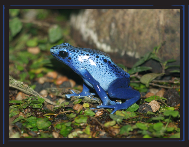 Zürich Zoo - blaues Fröschli