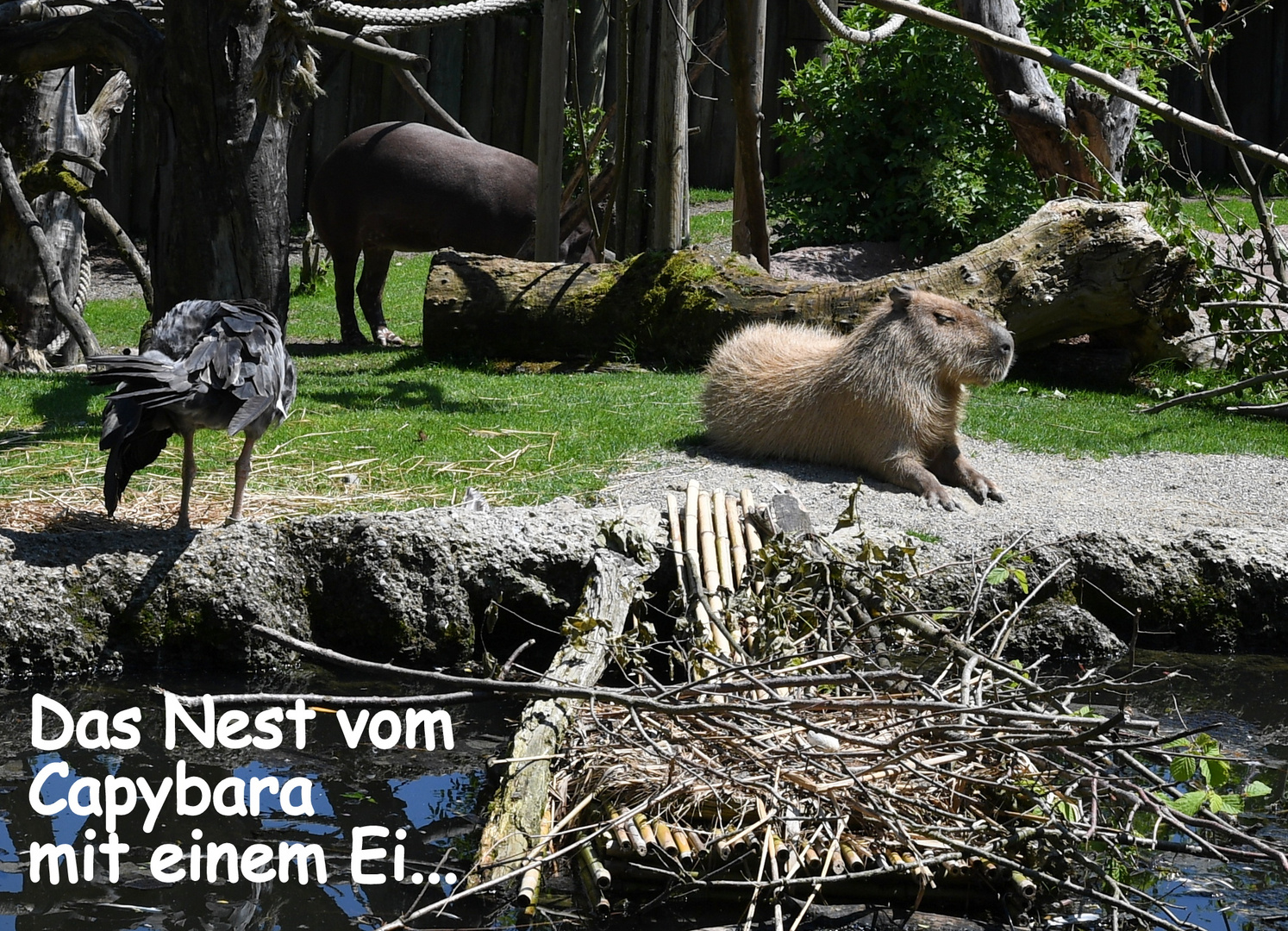 Zürich Zoo, Capybara