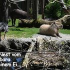 Zürich Zoo, Capybara