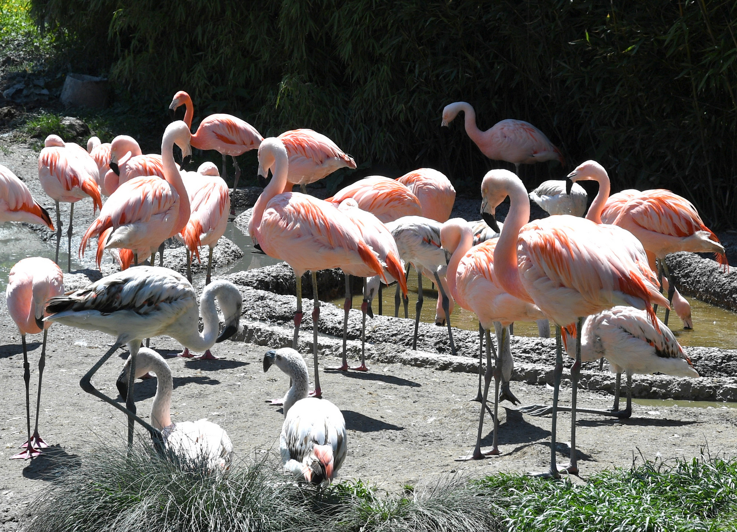 Zürich Zoo, Chile Flamingo