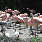 Zürich Zoo, Chile Flamingo