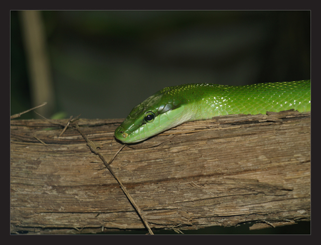 Zürich Zoo - giftgrüne Schlange