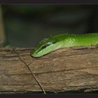 Zürich Zoo - giftgrüne Schlange