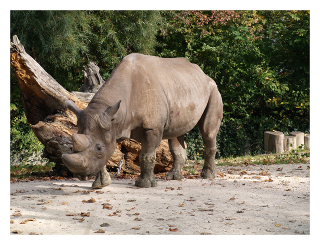 Zürich Zoo - Nashorn