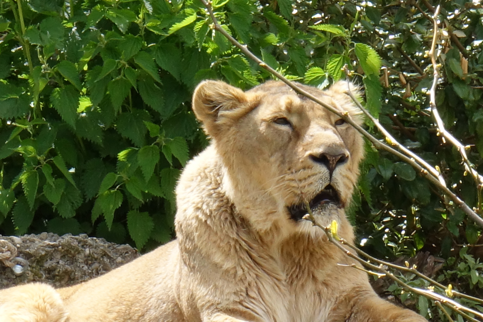 Zürich Zoo: "Tage später verstorben".