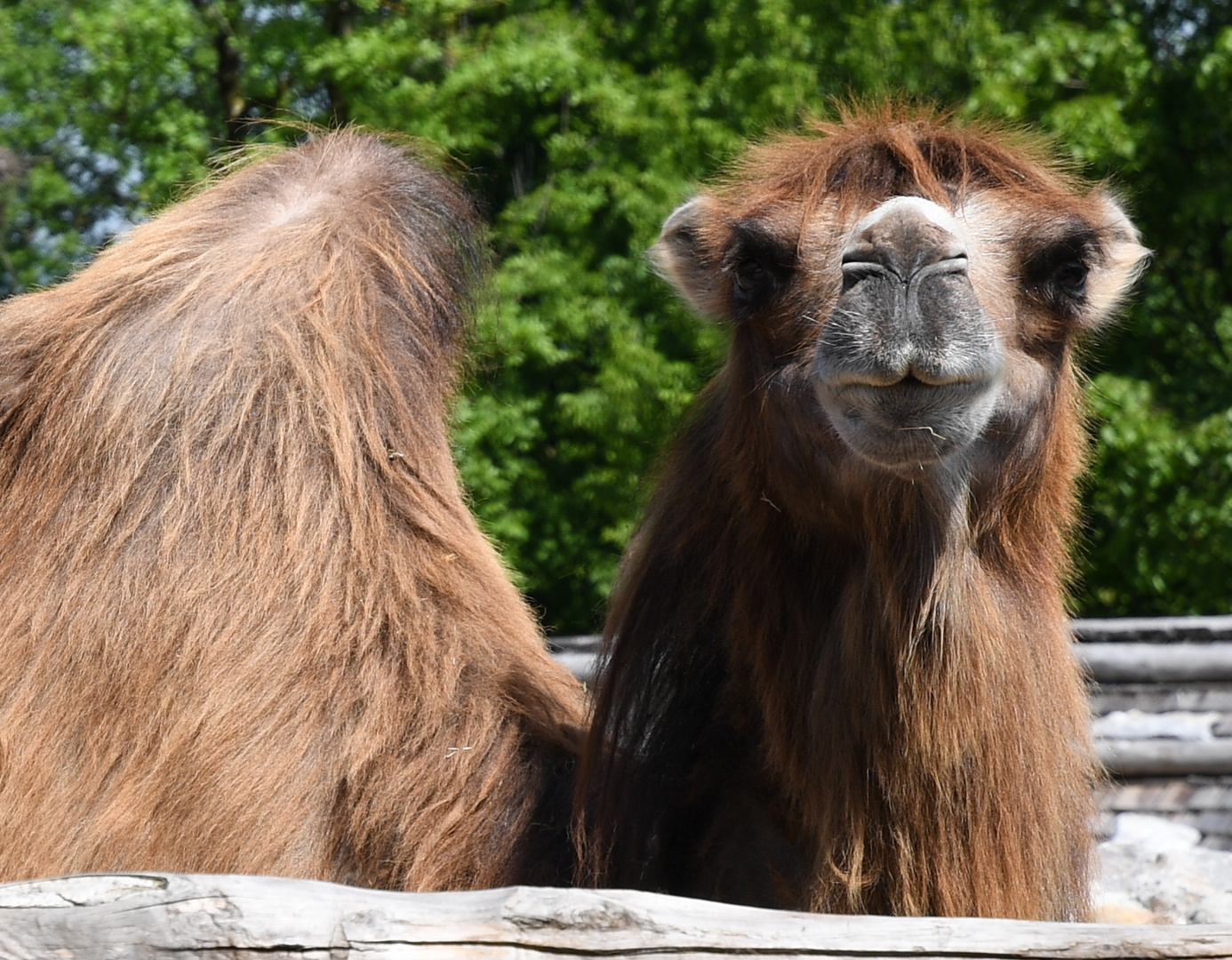 Zürich Zoo, Trampeltier - Schnauze