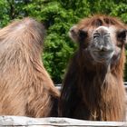 Zürich Zoo, Trampeltier - Schnauze