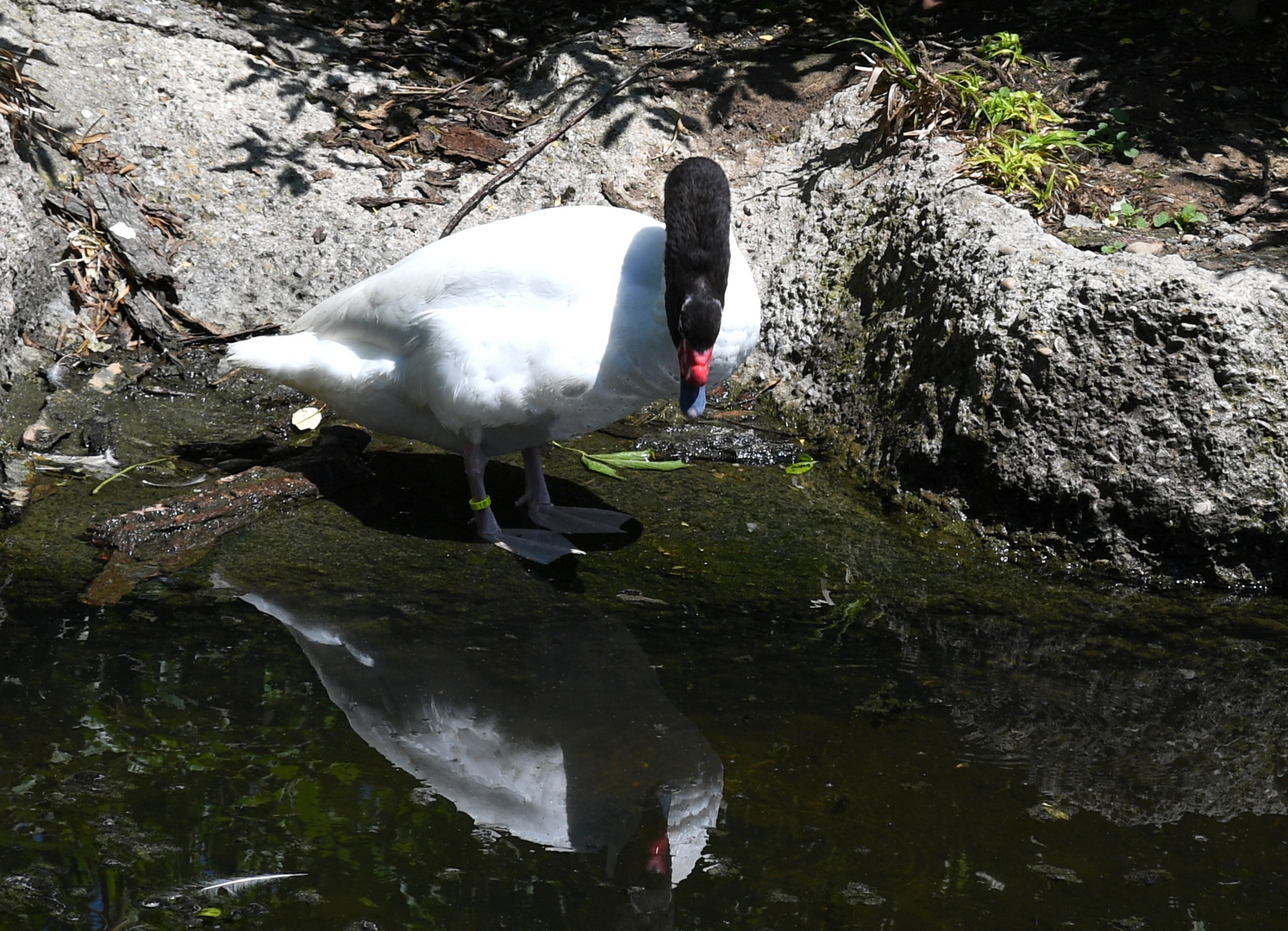 Zürich Zoo,Schwarzhals Schwan, er bewundert sich selber ...