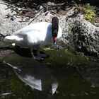 Zürich Zoo,Schwarzhals Schwan, er bewundert sich selber ...