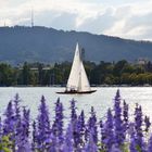 Zürichsee