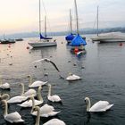 Zürichsee