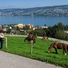 Zürichsee