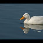 Zürichsee Ente