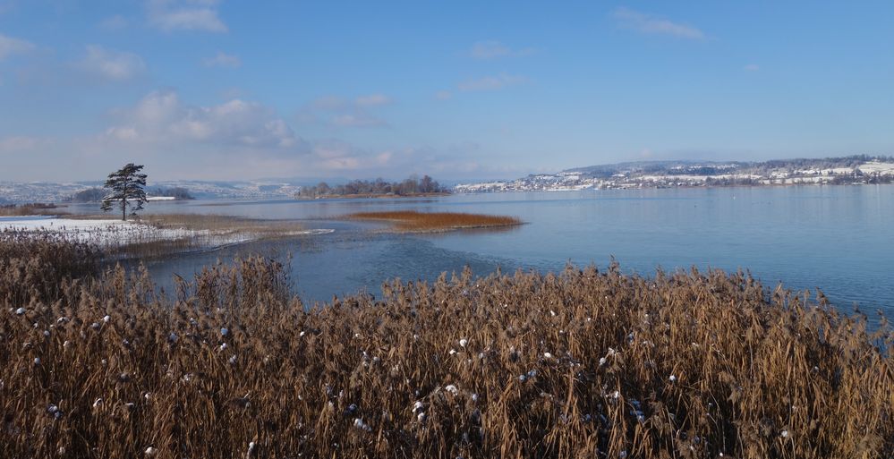 Zürichsee im Winter