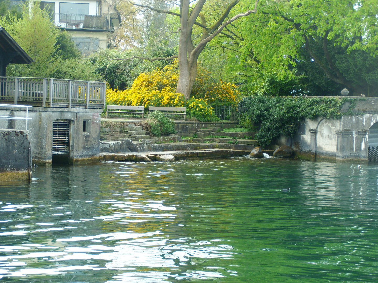 Zürichsee Impressionen 1