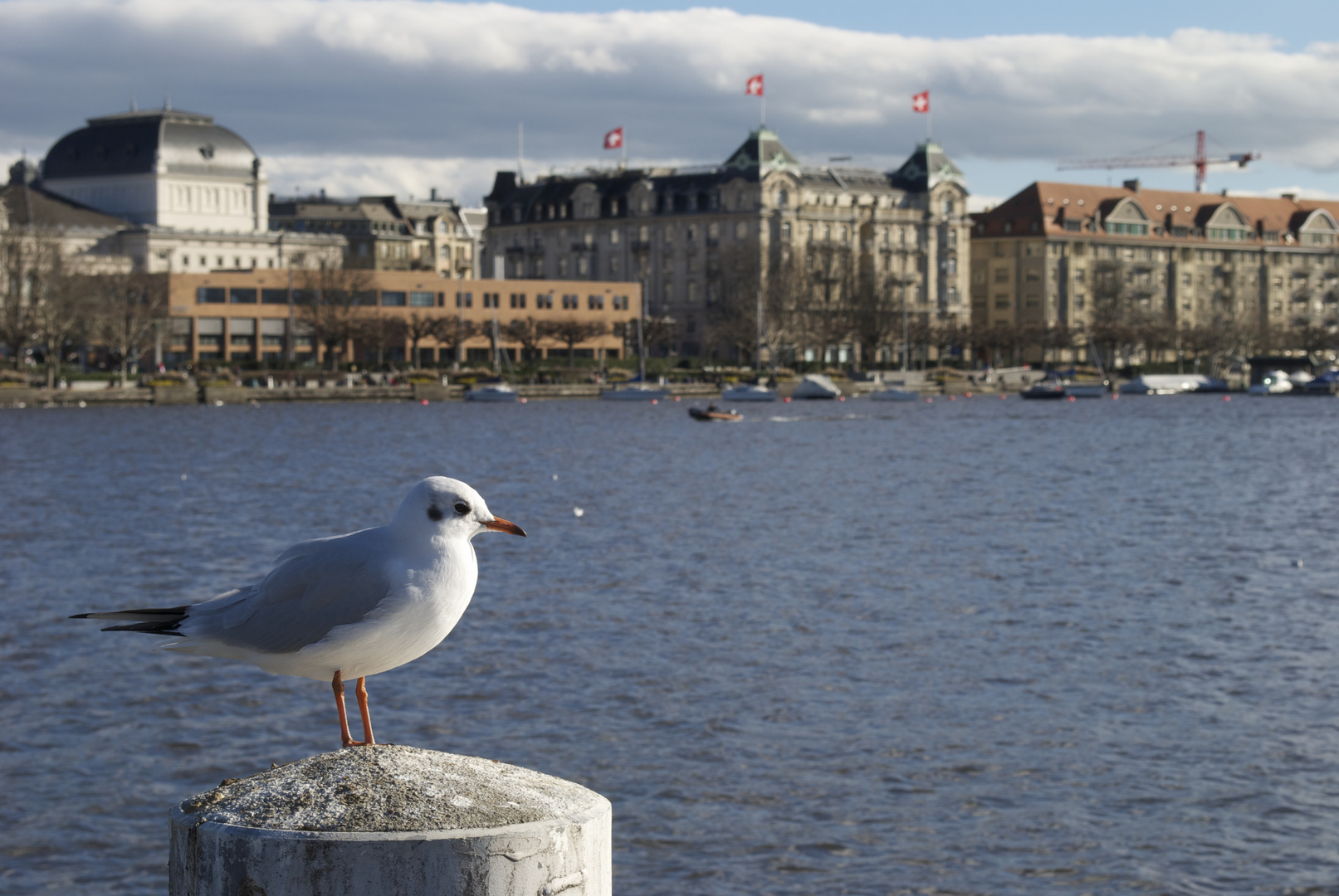 Zürichsee mit Möwe