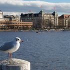 Zürichsee mit Möwe