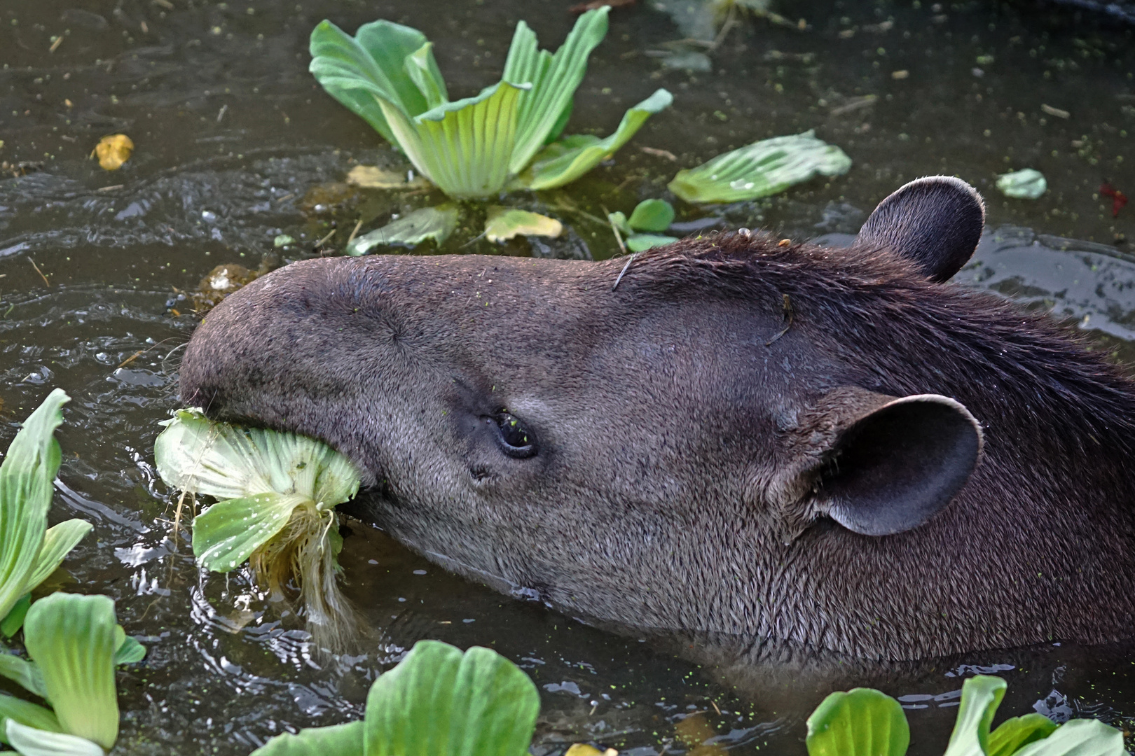 ZueriZoo-Tapir