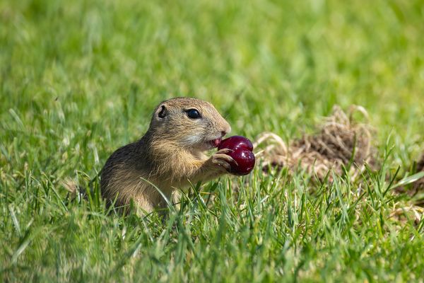 zuerst mal schlecken