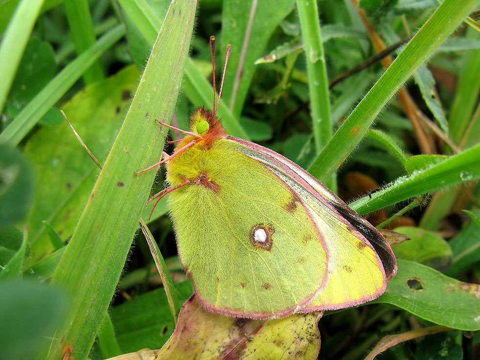 Zuerst saß er im Gras