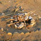 Zufällig am Strand gesehen, wer erkennt es?