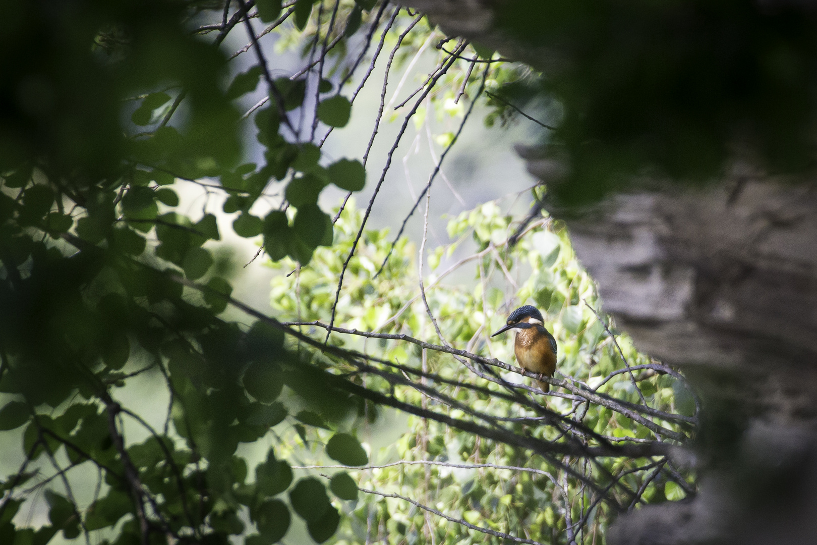  Zufällig durch`s Geäst entdeckt, Eisvogel. Immer eine große Freude.