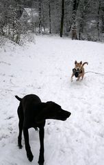 Zufällig geschossene Hunde Fotos