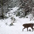 Zufällig geschossene Hunde Fotos