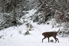 Zufällig geschossene Hunde Fotos