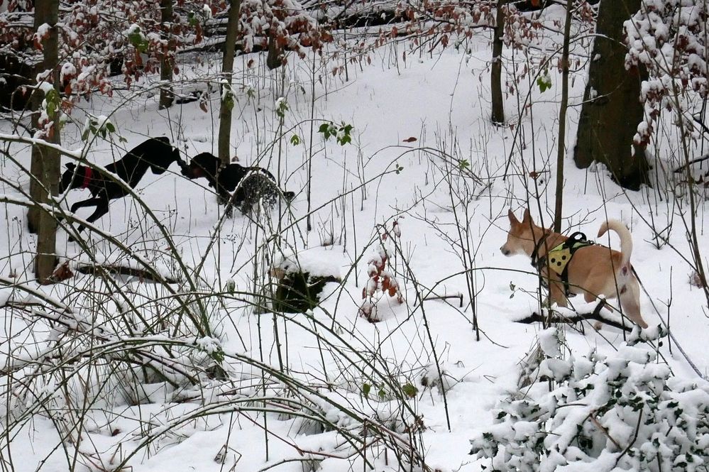 Zufällig geschossene Hunde Fotos