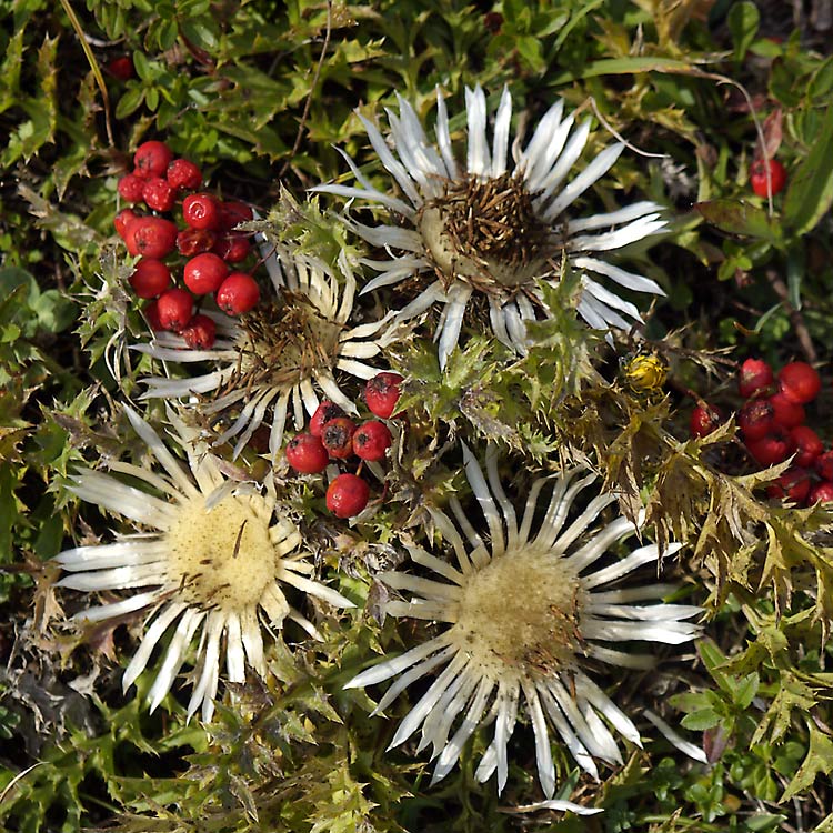 Zufällig gesehen bei einer Bergwanderung im Chiermgau im Herbst ...