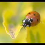 Zufällig im Garten...