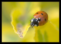 Zufällig im Garten...