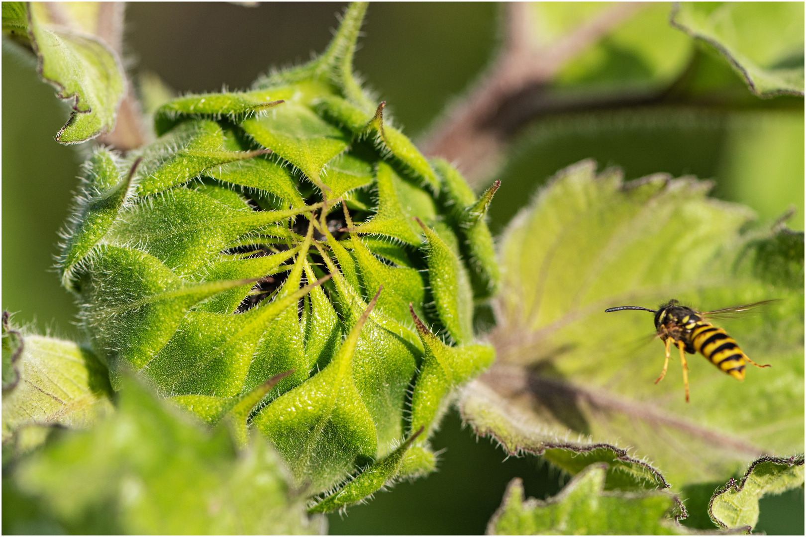 "Zufällig ins Bild geraten" - Sonnenblumenknospe und Wespe