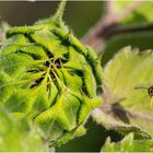 "Zufällig ins Bild geraten" - Sonnenblumenknospe und Wespe