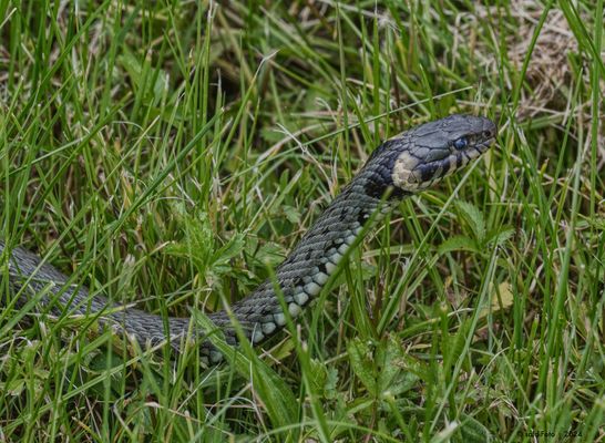 _ _ _ zufällige Begegnung_ _ _