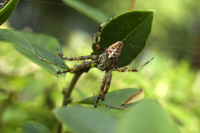 Zufällige Begegnung im Garten