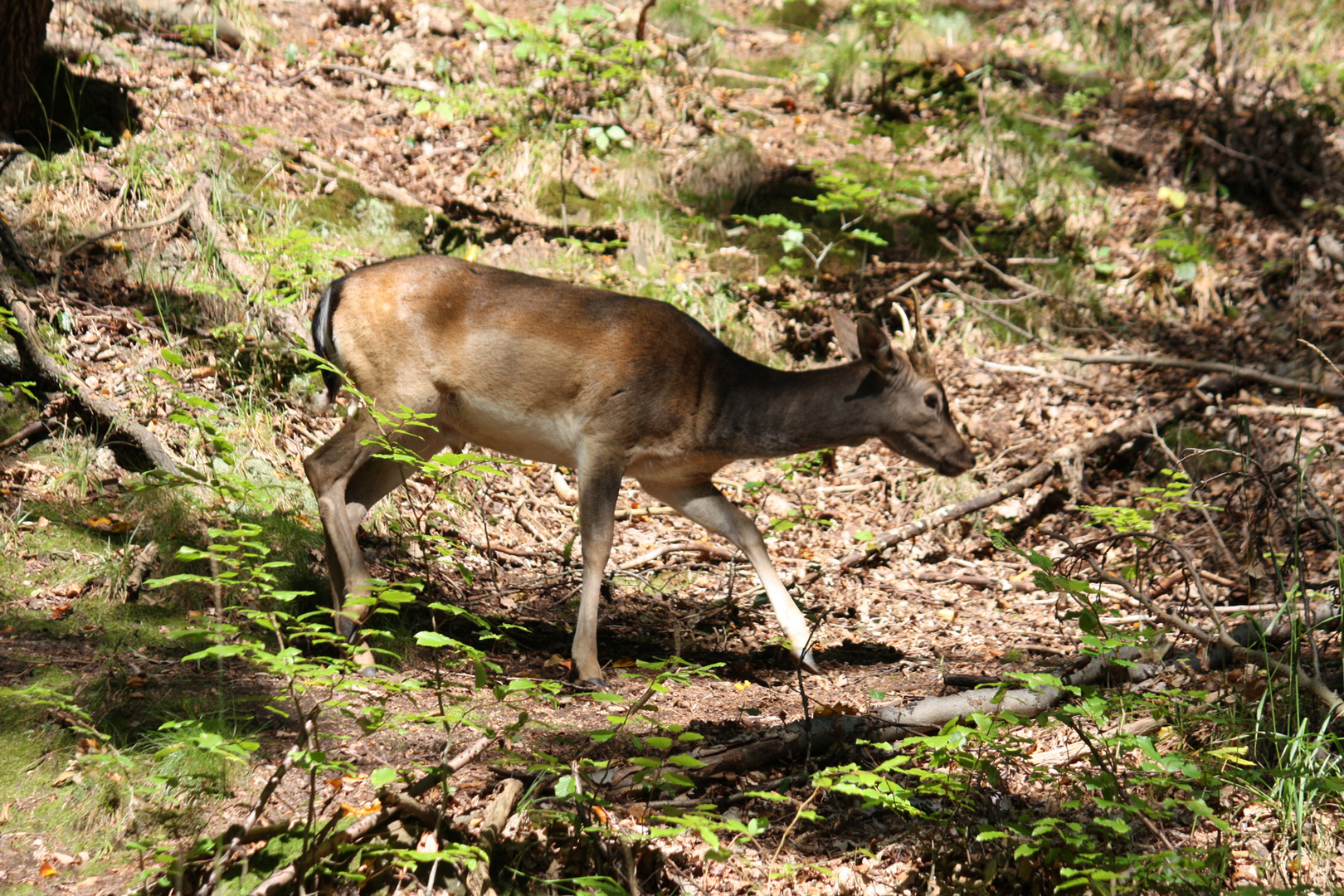 zufällige Begegnung im Wald