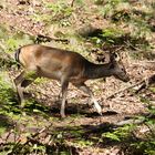 zufällige Begegnung im Wald