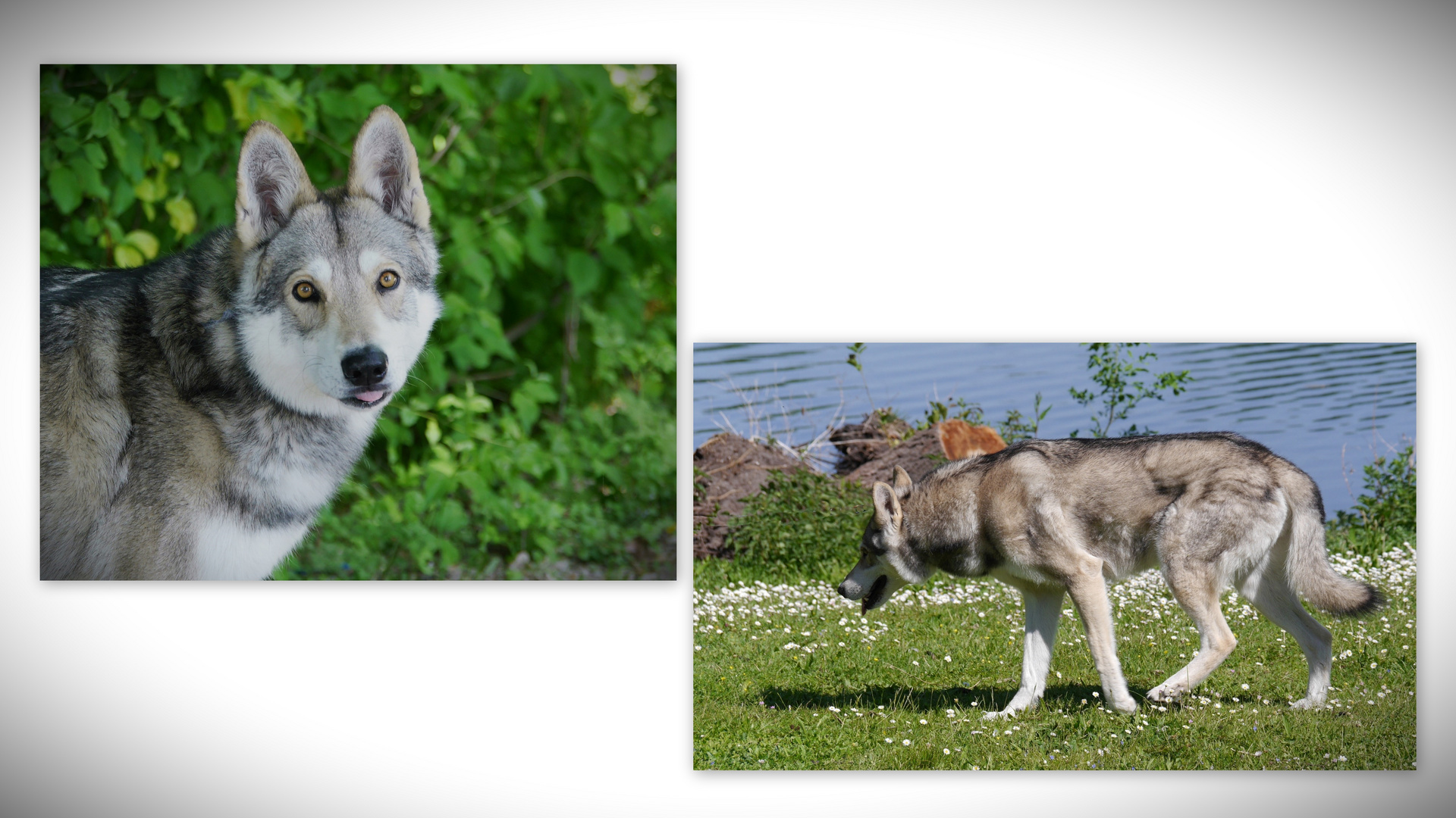 zufällige Begegnung mit einem Wolfshund